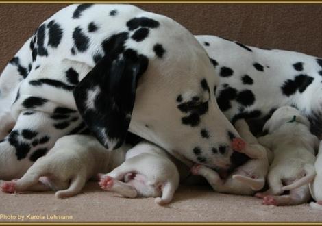 ...und immer wieder fleißig sauber putzen!
