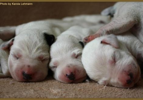 Mr. Schwarz-Platte mit Lady Rosa & Mr. Blau