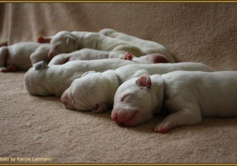 ...und hier noch einmal alle zusammen seelig schlafend! vorne: Mr. Grün Rüde weiss/braun (grünes Halsband)