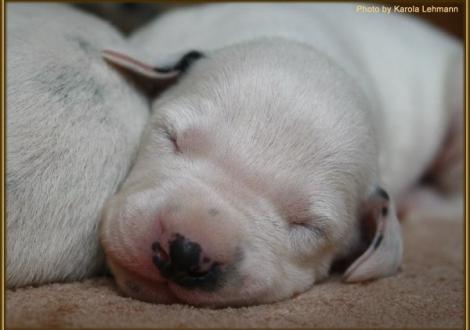 Fotoimpressionen des 7. Lebenstages der Welpen. Mr. Blau Rüde weiss/schwarz (blaues Halsband)