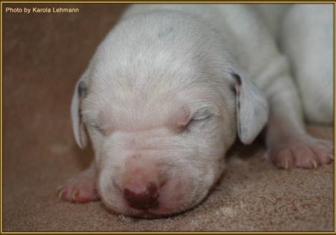 Mr. Ohne Rüde weiss/braun (ohne Halsband)