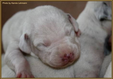 Mr. Grün Rüde weiss/braun (grünes Halsband)