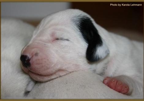 Mr. Schwarz-Platte Rüde weiss/schwarz (ohne Halsband)