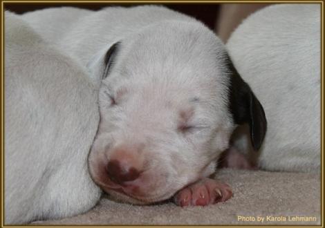 Mr. Braun-Platte Rüde weiss/braun (ohne Halsband)