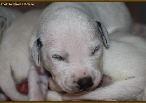 Lady Ohne Hündin weiss/schwarz (ohne Halsband)