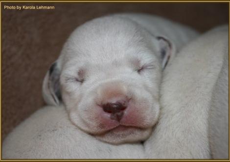 Lady Orange Hündin weiss/braun (oranges Halsband)