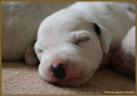 Lady Rosa Hündin weiss/schwarz (rosa Halsband)