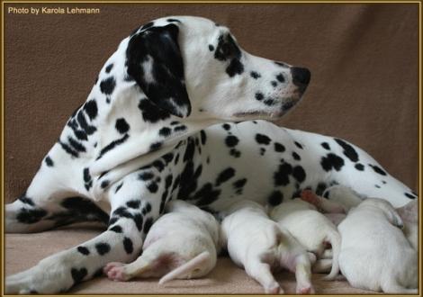 ... guck mal, hab ich nicht hübsche Babys! Nabuka vom Teutoburger Wald mit ihrem T - Wurf