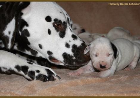 Tante Christi ORMOND First Fairytail (gen. Hope) begrüßt Mr. Schwarz-Platte