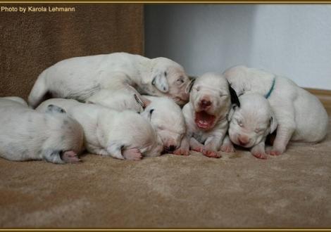 ... alle mal Zuhören! Mr. Braun-Platte mit all seinen Geschwistern