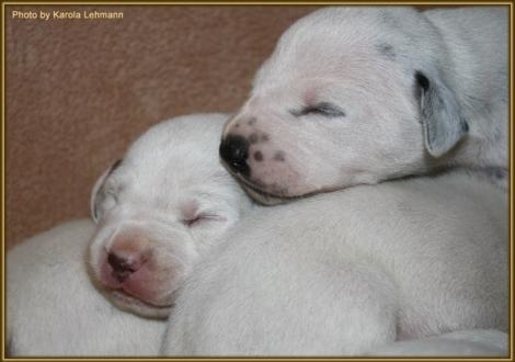 Lady Orange & Lady Ohne