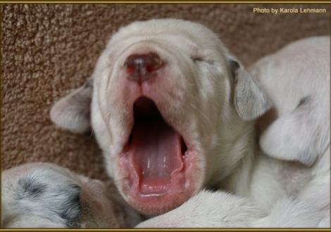 ...gäääähn, bin ich müde! Mr. Ohne