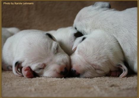 Lady Rosa & Mr. Blau