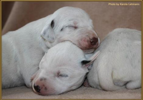 Mr. Braun-Platte & Lady Rosa