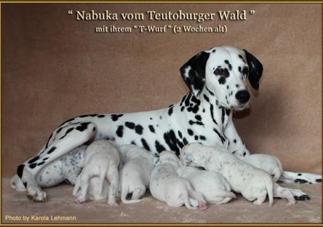 Nabuka vom Teutoburger Wald