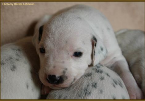 Mr. Blau Rüde weiss/schwarz (blaues Halsband) 