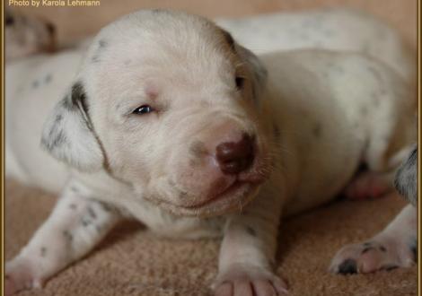 Mr. Ohne Rüde weiss/braun (ohne Halsband)