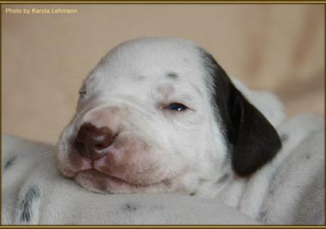 Mr. Braun-Platte Rüde weiss/braun (ohne Halsband)