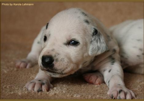 Lady Ohne Hündin weiss/schwarz (ohne Halsband)