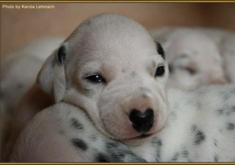 Lady Rosa Hündin weiss/schwarz (rosa Halsband)