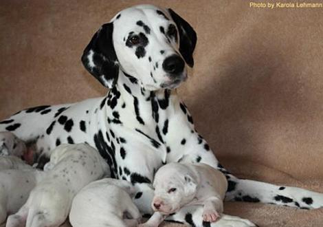 Stolze Mama Nabuka vom Teutoburger Wald mit ihrer Tochter Lady Orange