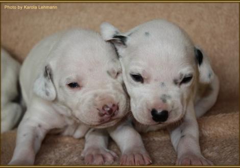 Mr. Grün mit Lady Rosa