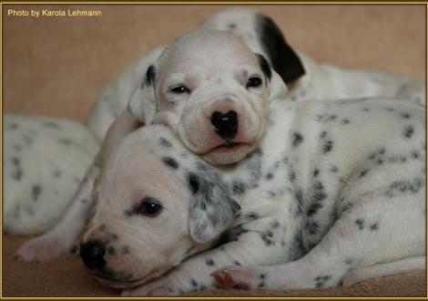 Lady Rosa mit Lady Ohne