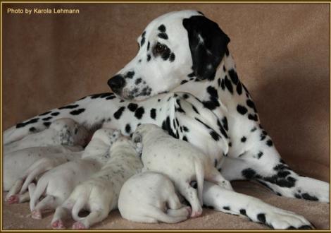Glückliche Mama Nabuka vom Teutoburger Wald mit ihrer ganzen Welpenschar