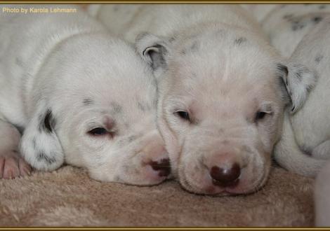 Lady Orange mit ihrem Bruder Mr. Ohne
