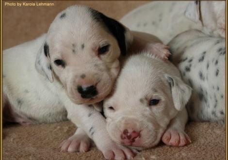 Mr. Schwarz-Platte mit seinem Bruder Mr. Grün