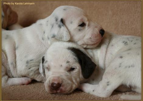 Lady Rosa mit ihrem Bruder Mr. Braun-Platte
