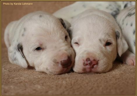 Mr. Ohne mit seinem Bruder Mr. Grün