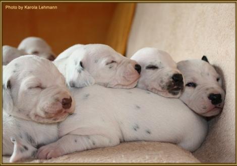 Lady Orange, Lady Rosa, Lady Ohne & Mr. Schwarz-Platte machen es sich auf Mr. Blau bequem.