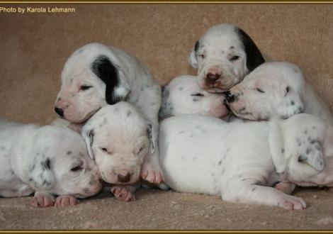 oben: Mr. Schwarz-Platte, Lady Rosa, Mr. Braun-Platte und Mr. Blau, unten: Lady Orange mit Mr. Ohne