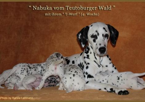 Nabuka vom Teutoburger Wald