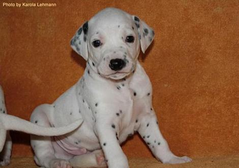 Mr. Blau Rüde weiss/schwarz (blaues Halsband)