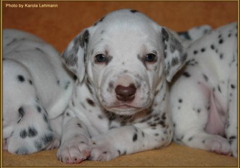 Mr. Ohne Rüde weiss/braun (ohne Halsband)