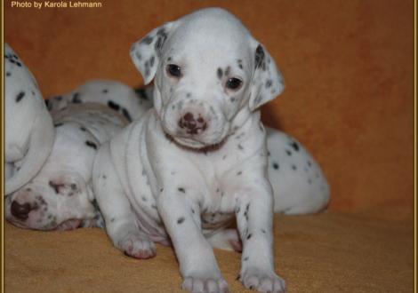 Mr. Grün Rüde weiss/braun (grünes Halsband)