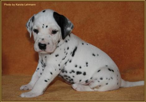 Mr. Schwarz-Platte Rüde weiss/schwarz (ohne Halsband)