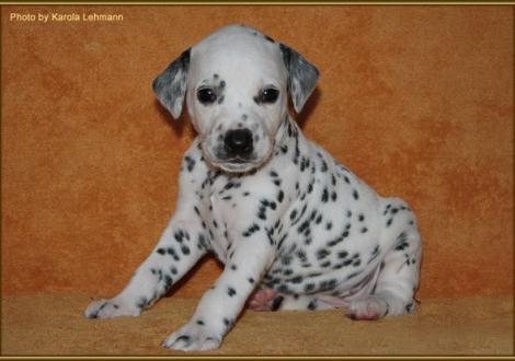 Lady Ohne Hündin weiss/schwarz (ohne Halsband)