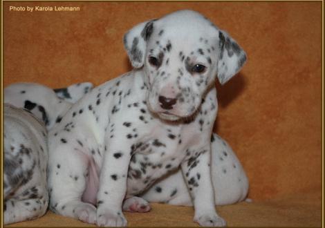 Lady Orange Hündin weiss/braun (oranges Halsband)