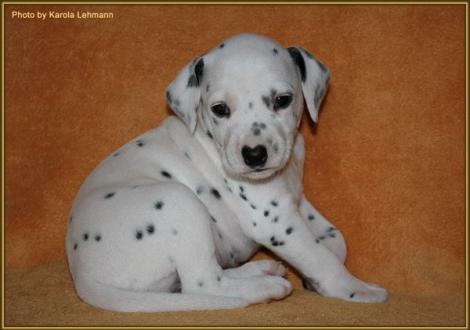 Lady Rosa Hündin weiss/schwarz (rosa Halsband)