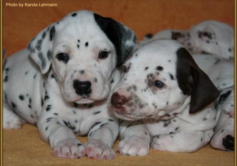 Mr. Schwarz-Platte mit seinem Bruder Mr. Braun-Platte