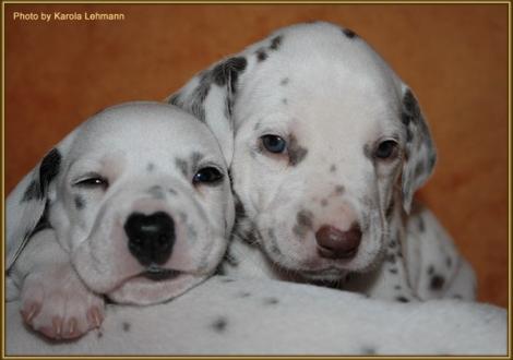 Lady Rosa mit ihrem Bruder Mr. Ohne