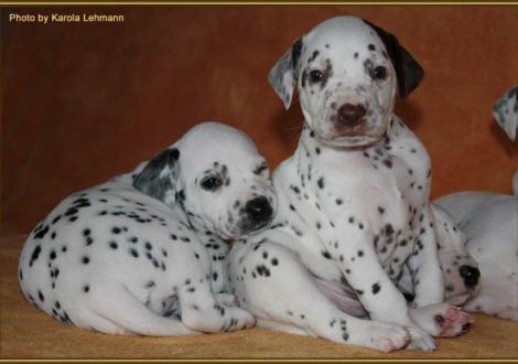 Lady Ohne kuschelt mit ihrem Bruder Mr. Braun-Platte