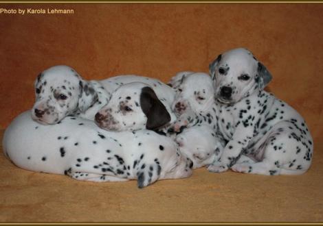 Lady Orange, Mr. Braun-Platte, Mr. Grün & Lady Ohne kuscheln auf Mr. Schwarz-Platte & Mr. Blau