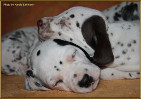 Mr. Schwarz-Platte mit seinem Bruder Mr. Braun-Platte