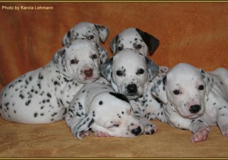 hinten: Lady Orange mit ihrem Bruder Mr. Braun-Platte vorne: Mr. Ohne, Mr. Schwarz-Platte, Lady Ohne & Mr. Blau