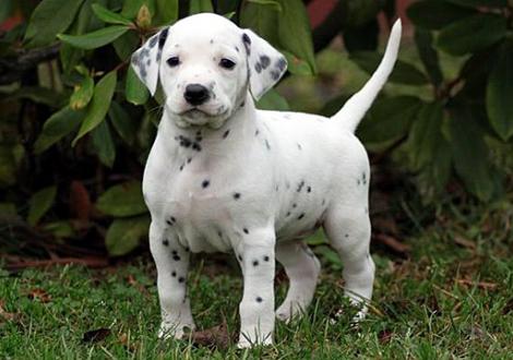 Tyron Prince vom Teutoburger Wald