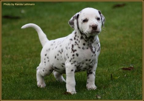 Triple X vom Teutoburger Wald